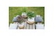 Acer palmatum mix 3 kleuren per cc 