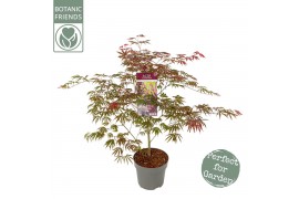 Acer palmatum trompenburg