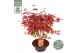 Acer palmatum beni-maiko 