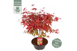 Acer palmatum beni-maiko