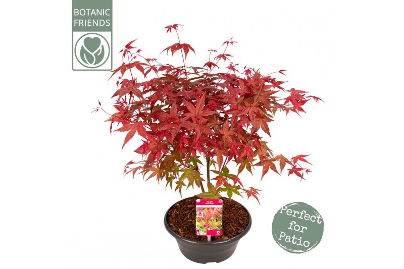 Acer palmatum beni-maiko 