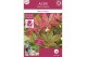 Acer palmatum beni-maiko 