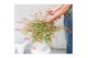 Acer palmatum beni-maiko 