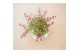 Acer palmatum beni-maiko 