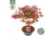 Acer palmatum atropurpureum 