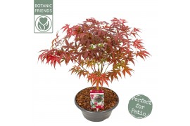 Acer palmatum atropurpureum