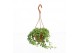 Senecio rowleyanus hp 