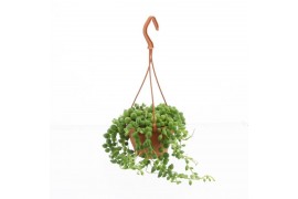 Senecio rowleyanus hp