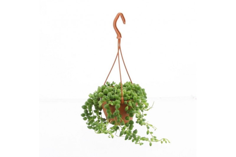 Senecio rowleyanus hp 