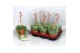 Senecio rowleyanus hp 