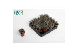 Haworthia haworthioides
