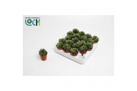Adromischus schuldtianus