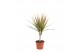 Dracaena marg. bicolor 1pp - Enkele stam 