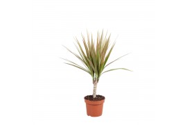 Dracaena marg. bicolor 1pp - Enkele stam
