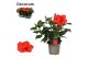 Hibiscus rosa-sinensis première Decorum rood 