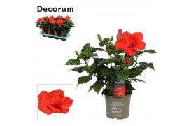 Hibiscus rosa-sinensis première Decorum rood