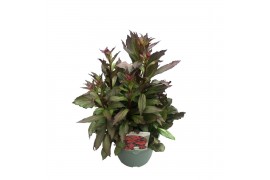 Lobelia fan scarlet Lobelia Fan Scarlet