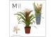 Guzmania Deseo Magical White 