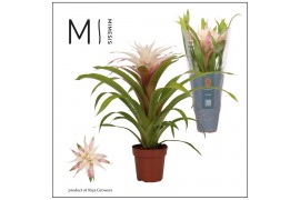 Guzmania Deseo Magical White