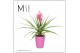 Tillandsia antonio Florence keramiek - Roze 