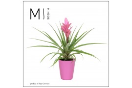Tillandsia antonio Florence keramiek - Roze