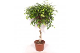Ficus benjamina exotica spiraal stam