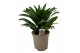 Dracaena fragr. compacta deremensis 1 pp 