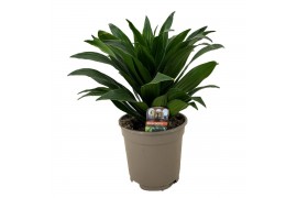 Dracaena fragr. compacta deremensis 1 pp