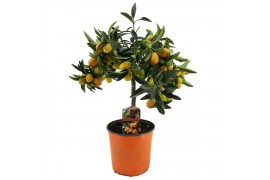 Citrus margarita kumquat op stam