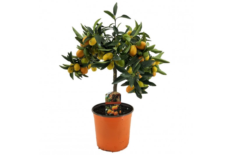 Citrus margarita kumquat op stam 