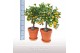 Citrus microcarpa Calamondin stam TC Pot+ Schotel 
