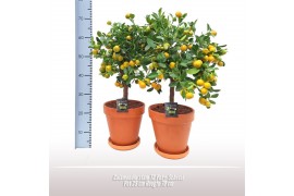 Citrus microcarpa Calamondin stam TC Pot+ Schotel