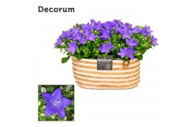 Campanula isoph. napoli decorum field basket