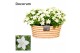 Campanula isoph. atlanta white decorum field basket 