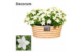 Campanula isoph. atlanta white decorum field basket