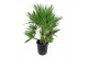 Chamaerops humilis 