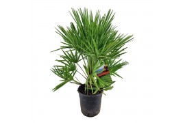 Chamaerops humilis