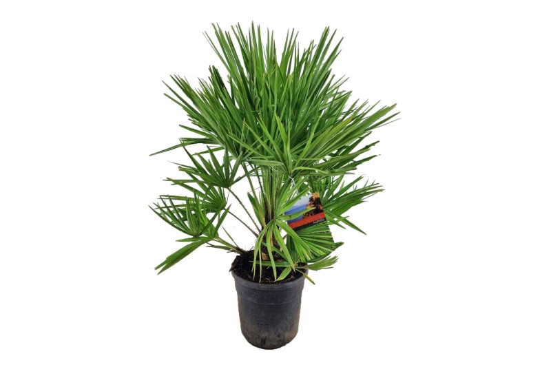 Chamaerops humilis 