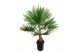 Washingtonia robusta 