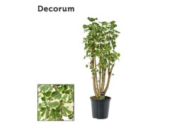Polyscias balfourii Polyscias Balfouriana vertakt (Decorum) 1 pp