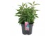 Buddleja davidii butterfly candy little pink 