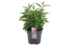 Buddleja davidii butterfly candy little pink