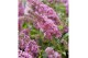 Buddleja davidii butterfly candy little pink 