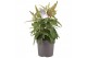 Buddleja davidii butterfly candy little pink 