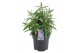 Buddleja davidii butterfly candy little purple 