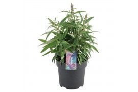 Buddleja davidii butterfly candy little purple