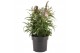 Buddleja davidii butterfly candy little purple 