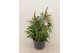 Buddleja davidii butterfly candy little purple 
