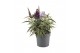 Buddleja davidii butterfly candy little purple 
