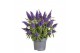 Buddleja davidii butterfly candy little purple 